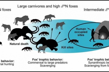 狐狸可能以人类残渣剩饭为食的时间超过4万年