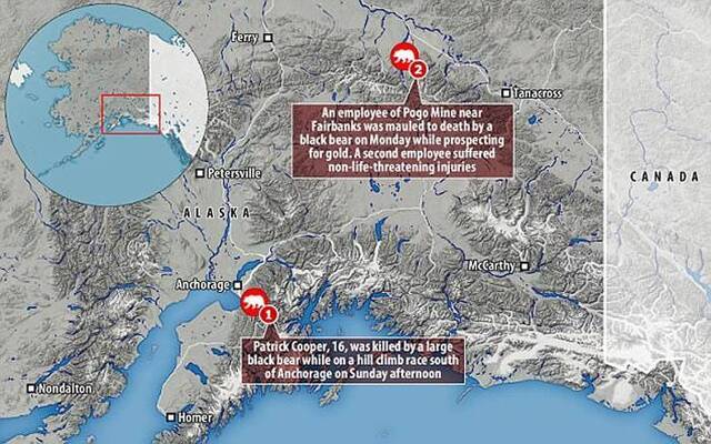 美国阿拉斯加安克雷奇市16岁少年参加山径跑步比赛途中惨遭黑熊杀害