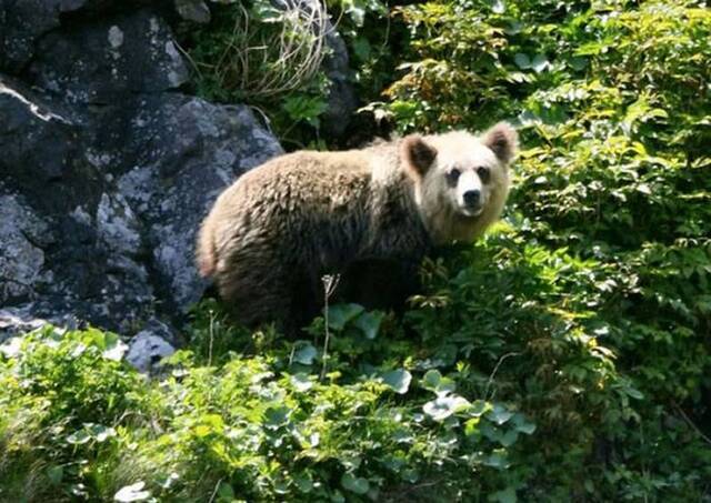 日本北海道世界自然遗产知床发现有点像“熊猫”的棕熊