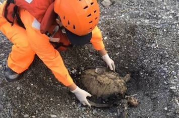 两只保育类绿蠵龟命丧台湾屏东县牡丹湾岸际 死因不明就地掩埋