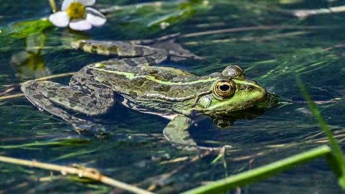 阿根廷古生物学家发现生活在200万年前的罕见蛙类化石