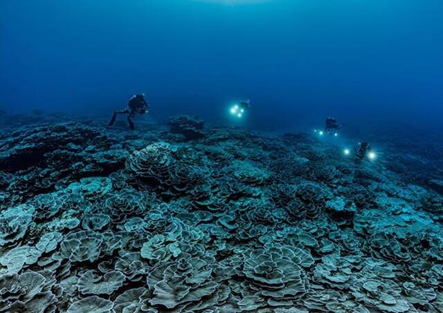 南太平洋群岛法属玻利尼西亚大溪地海域发现一片呈玫瑰状的巨大珊瑚礁