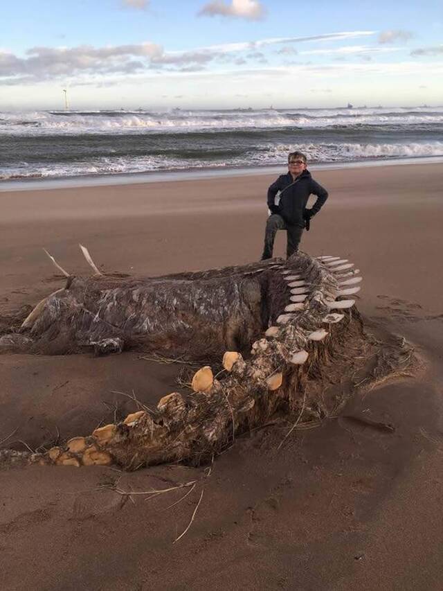 席亚拉飓风把神秘海洋生物骨骸带到苏格兰东北海岸