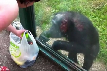 黑猩猩隔着玻璃窗狂指塑胶袋向游客要饮料喝