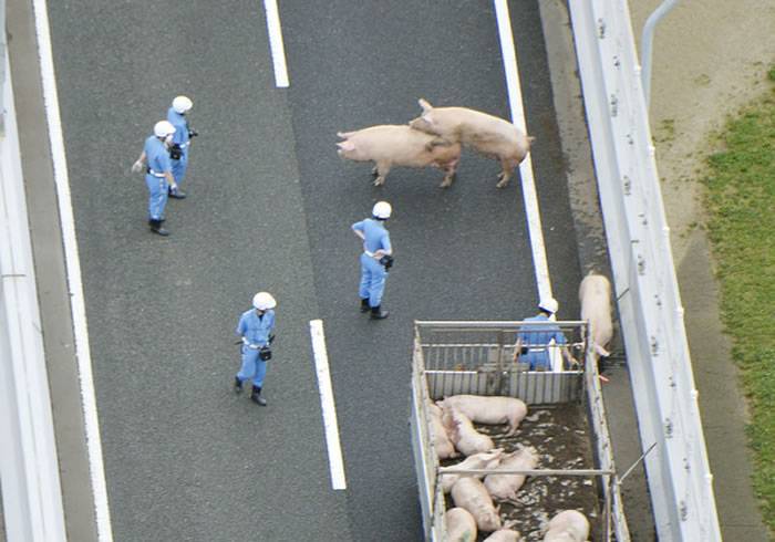 日本阪神高速公路上19只猪脱逃 有2头在交通警察面前当场交配