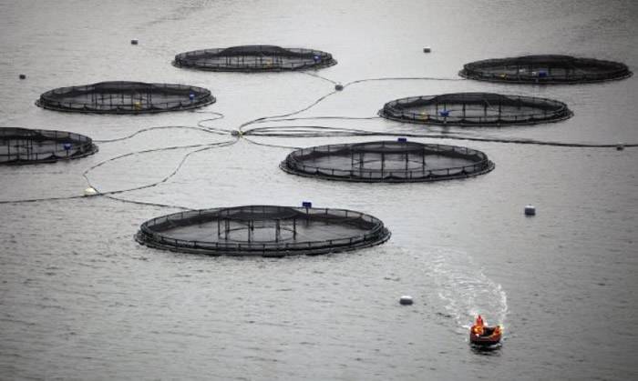 英国Waitrose超市的养殖场不想三文鱼被猎食而枪杀海豹