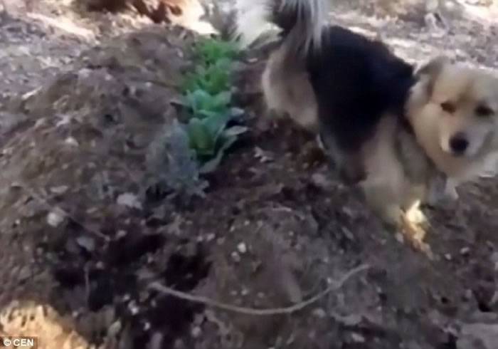 土耳其忠犬不舍已逝主人 每日赴墓前守护