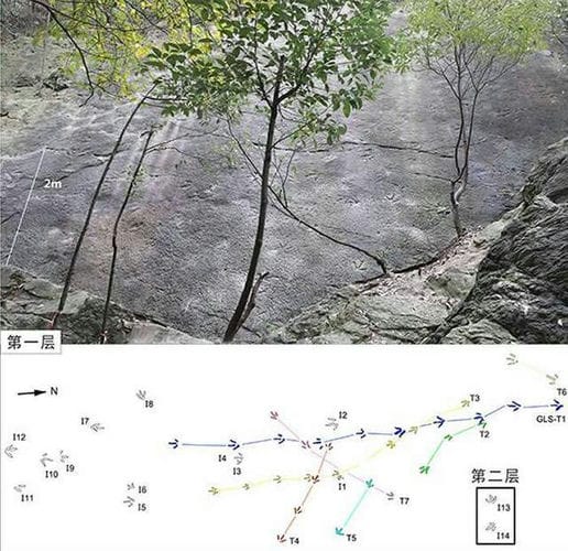 重庆歌乐山国家森林公园发现侏罗纪大型肉食恐龙足迹化石——霍氏卡岩塔足迹