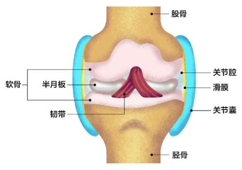 半月板是什么部位