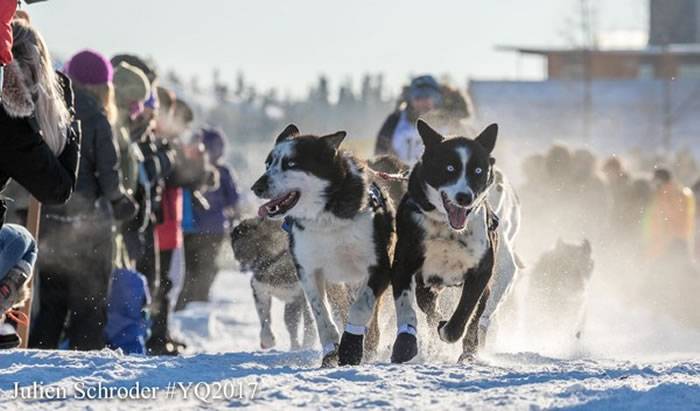 2017国际雪橇犬大赛(Yukon Quest)在加拿大育空省白马市展开