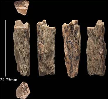 小小骨片的发现：父亲是丹尼索瓦人、母亲是尼安德特人