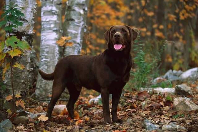 为什么巧克力色拉布拉多比其他猎犬短命？新研究指育种时引入有害基因