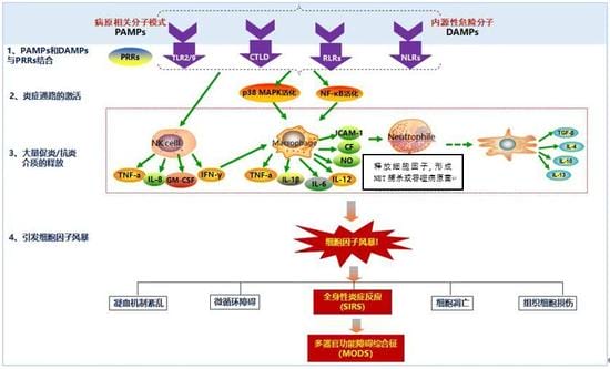 过犹不及的免疫反应：细胞因子风暴如何加速病情