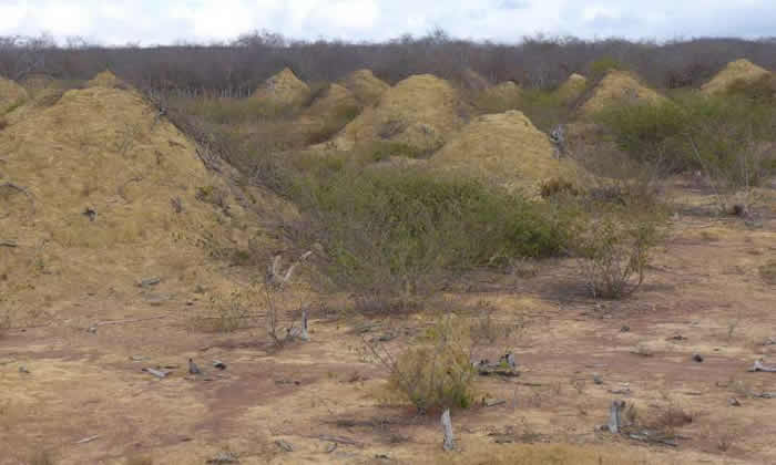 巴西东北部发现3800年历史白蚁窝 巨大土丘群面积相当于整个英国大小