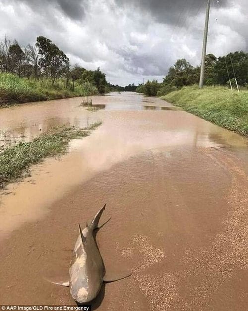 澳洲昆士兰北部遭强烈飓风黛比侵袭 道路上竟出现一条公牛鲨尸体