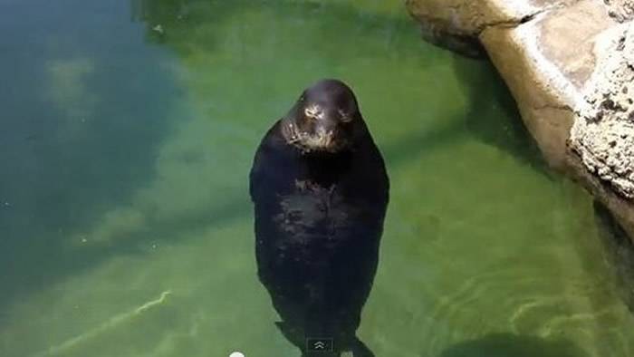 美国夏威夷威基基水族馆僧海豹不停地浮在水面上旋转的影片在网络疯传