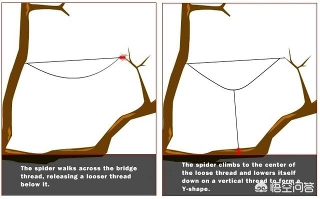 蜘蛛结网时第一跟丝是怎么拉过去的?