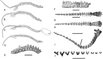 《PLOS One》：澳大利亚弗林德斯大学古生物学家重建袋狮完整骨骼