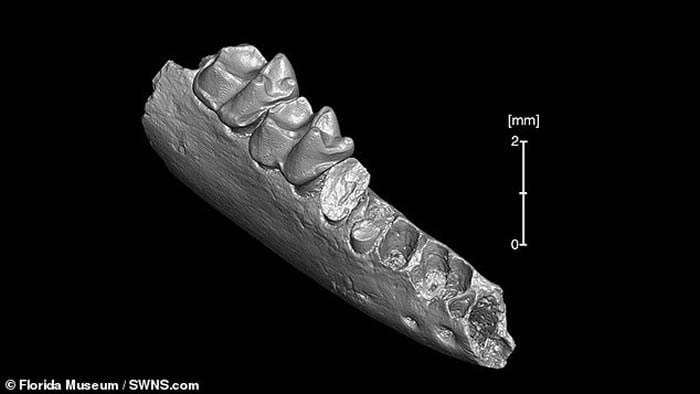 5600万年前现代灵长目动物已知最早祖先“德氏猴”曾在北美大陆上游走