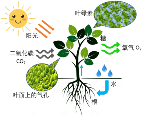 24亿年前地球可能是紫色的