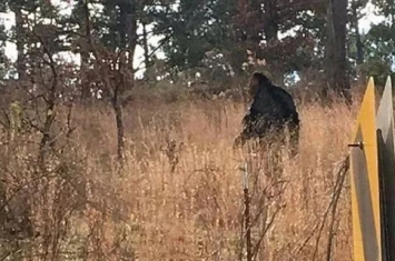 澳洲大陆野人幽微的目击事件