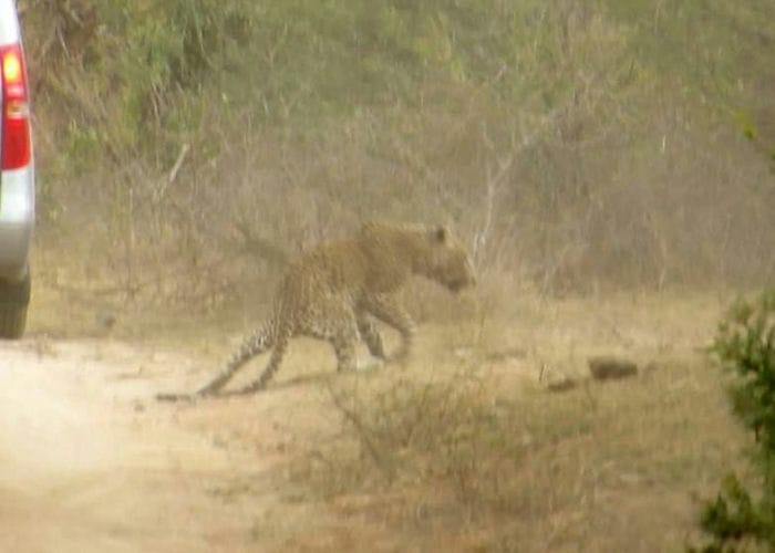 南非野生动物公园狩猎导游遭一头花豹袭击