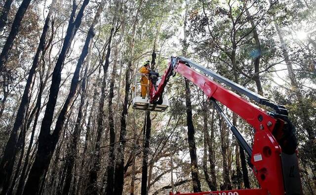 遭受澳洲野火折磨的无尾熊没有“功能性灭绝”──至少还没有