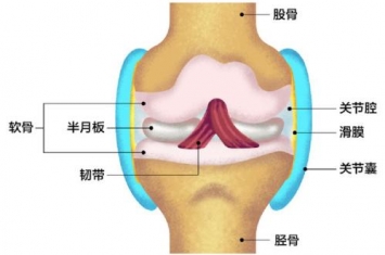 半月板是什么部位