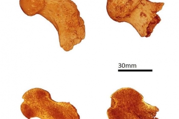 腿骨化石研究显示生活于距今100万到300万年的人类祖先可能经常爬树