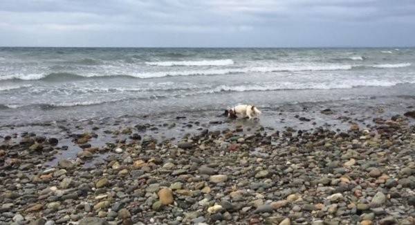 史宾格犬不断吠叫 在海边钓鱼的英国男子救出搁浅年幼鼠海豚