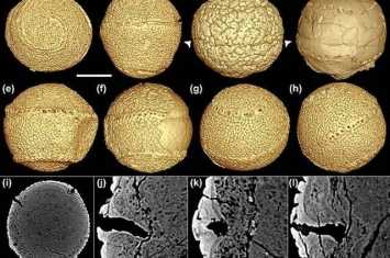 6亿年前的瓮安生物群中瓮安旋孔虫的身世之谜