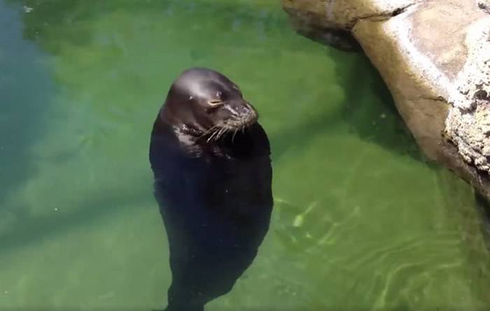 美国夏威夷威基基水族馆僧海豹不停地浮在水面上旋转的影片在网络疯传