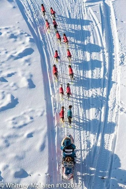 2017国际雪橇犬大赛(Yukon Quest)在加拿大育空省白马市展开