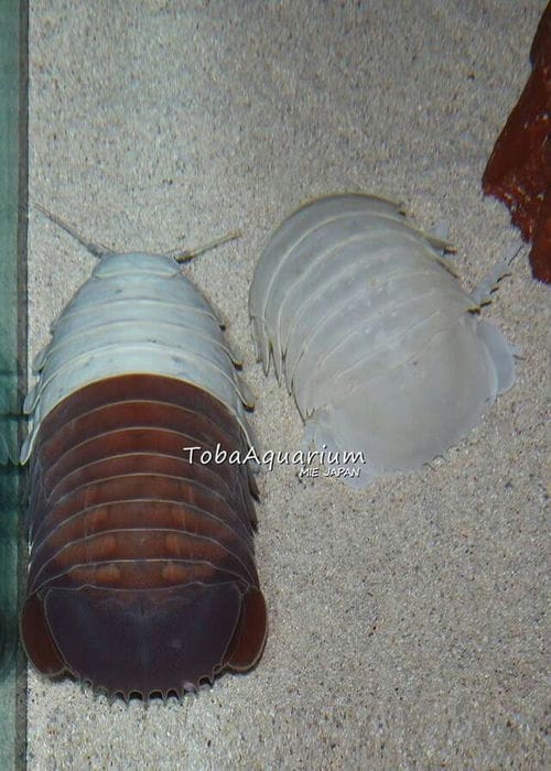 日本三重县鸟羽市水族馆雄性大王具足虫出现蜕皮现象 完全脱皮后将成世界首例