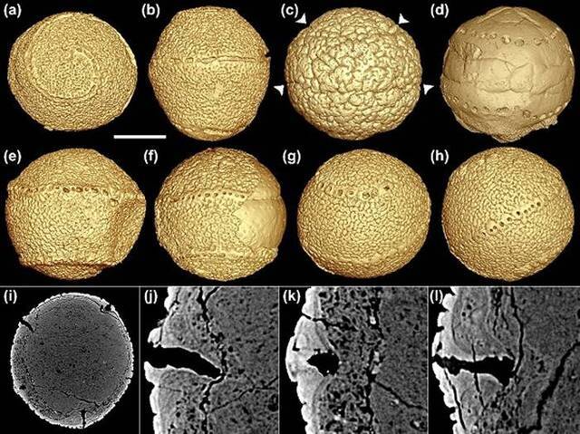 6亿年前的瓮安生物群中瓮安旋孔虫的身世之谜