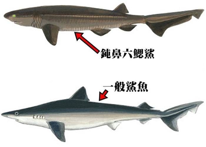 美国小型潜艇在巴哈马海域深海巧遇1.8亿年前史前巨鲨——钝鼻六鳃鲨