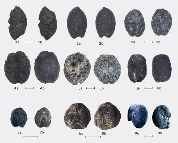 早期文明交流的草原之路新证据：阿尔泰山地5200年小麦和青稞