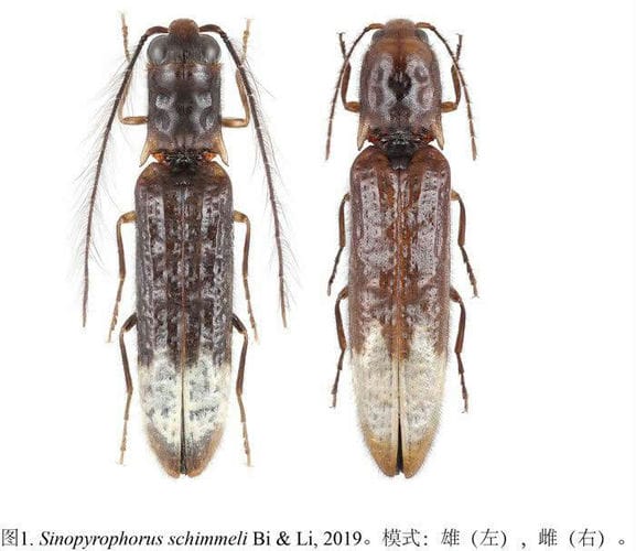 中国云南发现亚洲首例发光叩甲——Sinopyrophorus schimmeli