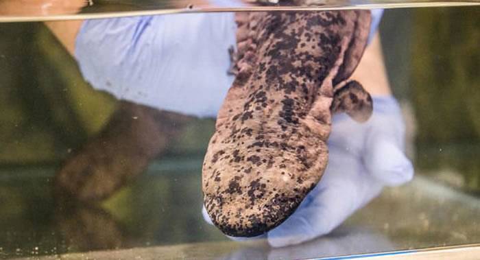 英国伦敦动物园展出地球上最稀有生物之一的中国大鲵