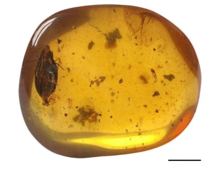 15岁高中生宋丞峻在琥珀中发现恐龙时代新物种——齿胸波眼甲Notocupes denticollis