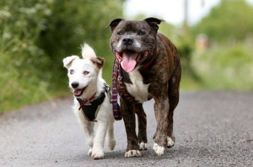 同遭抛弃：英国义犬照顾盲兄弟