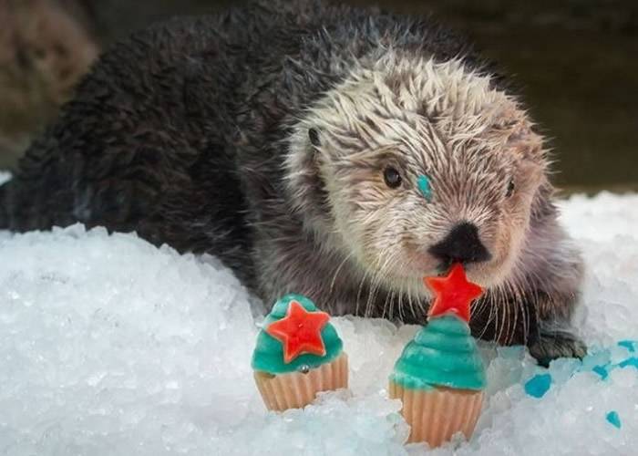 美国加州长滩水族馆全球最高龄雄性南方海獭迎来22岁生日