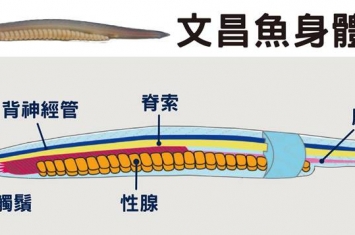 人类祖先嘴巴曾经消失又出现？揭开脊索动物腹背翻转之谜