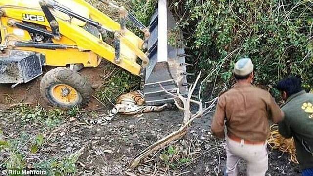 印度保护区老虎咬死人遭围捕 用挖土机运走时却不慎被压死