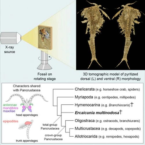 寒武纪“多节耳材村虫”化石揭示泛甲壳类动物祖先面目