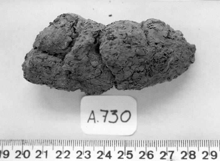 coproID新分析系统能帮助区分人类粪便化石和狗的粪便化石