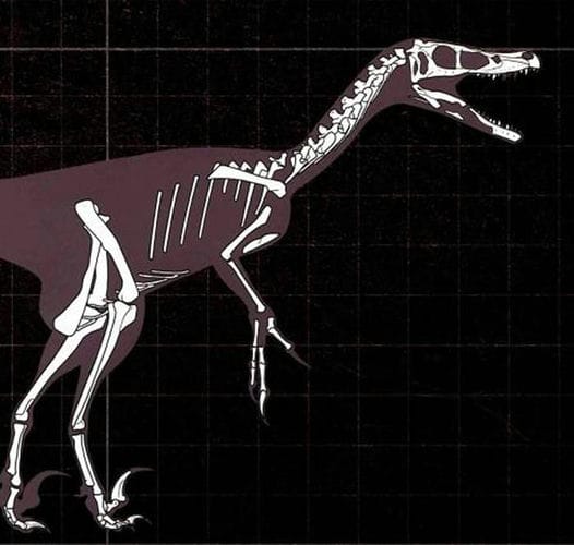 临河盗龙：古生物学家的中生代“彩票”