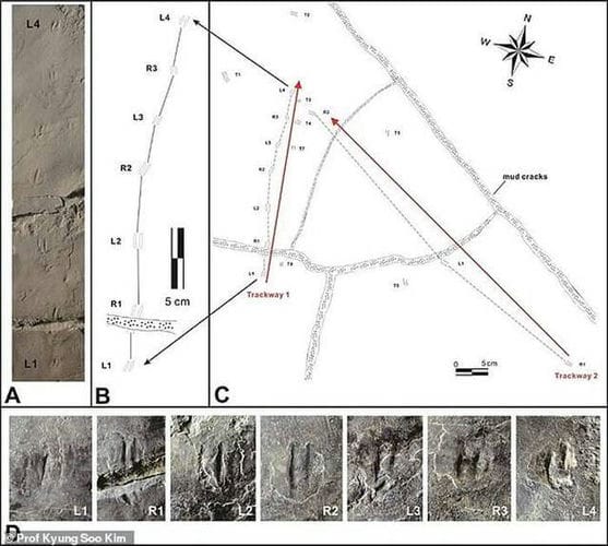 韩国发现世界上最小的恐龙足印化石 推测身形仅如麻雀大小