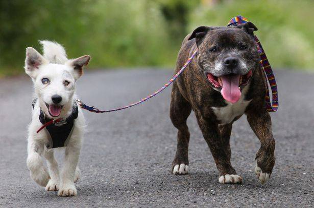 同遭抛弃：英国义犬照顾盲兄弟