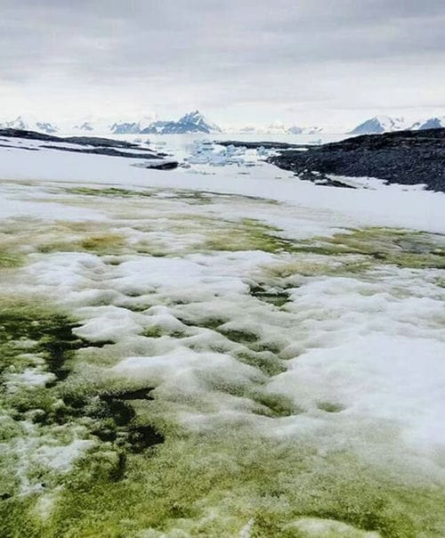 南极洲的奇异“绿雪”将随着世界气候变暖而蔓延开来